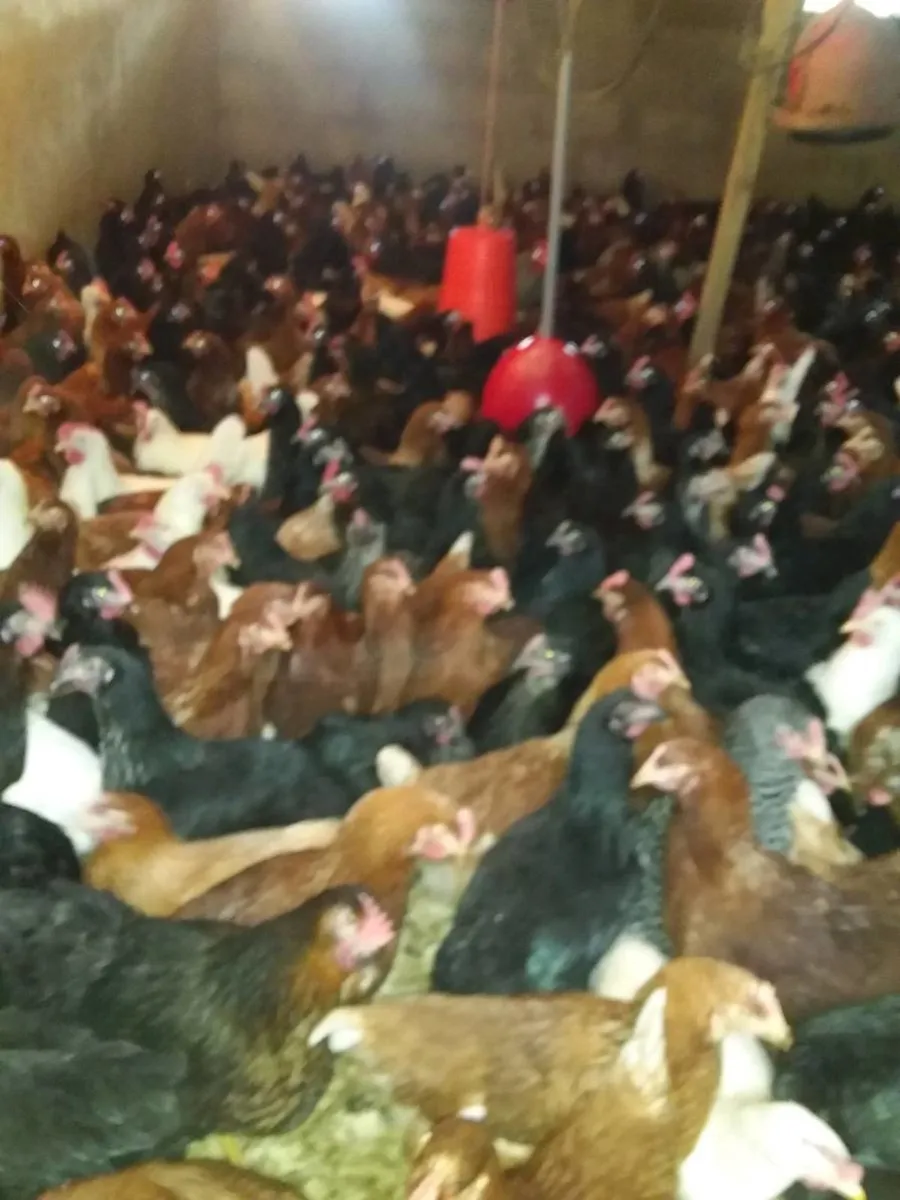 Poultry bantry - Image 1