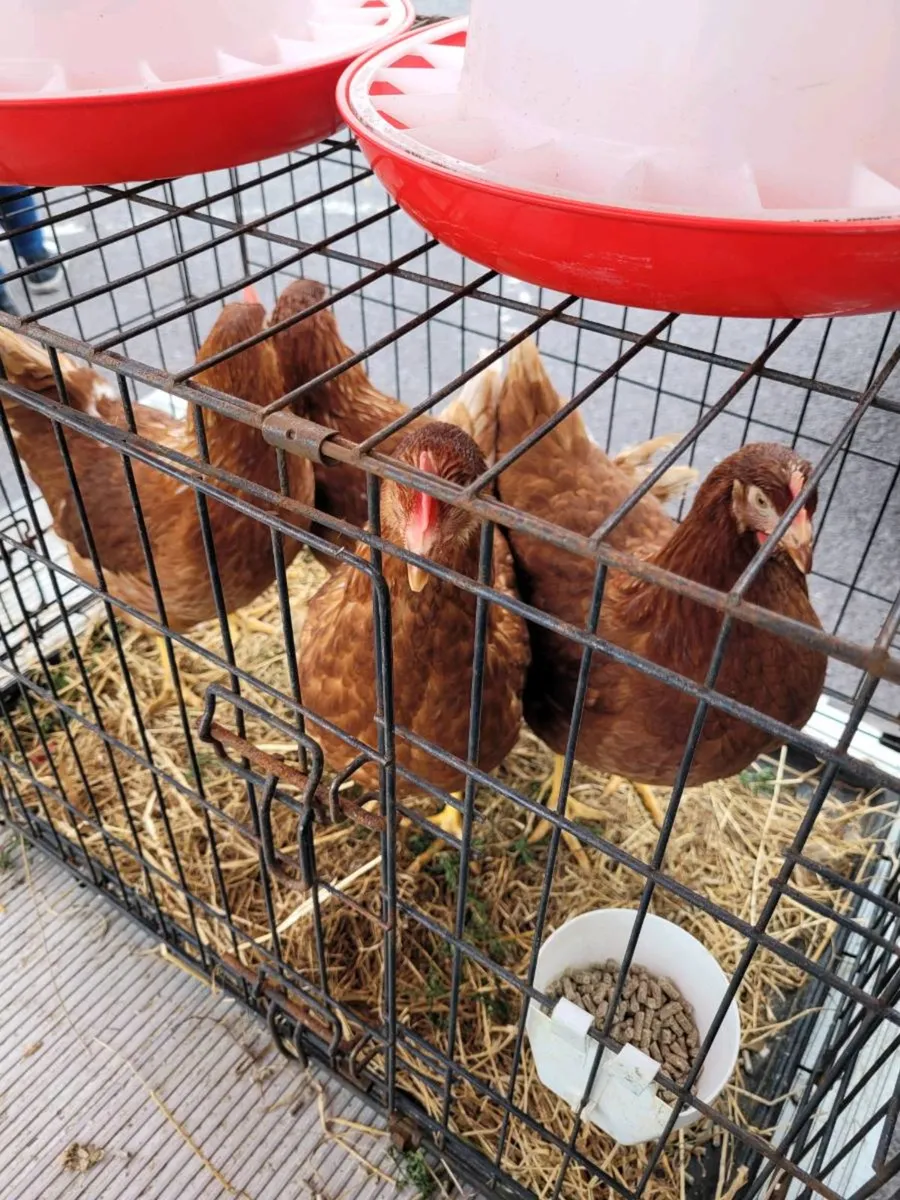 Pullets turkeys skibereen - Image 1