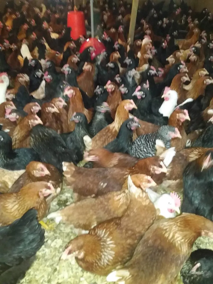 Pullets ducklings skibereen - Image 2