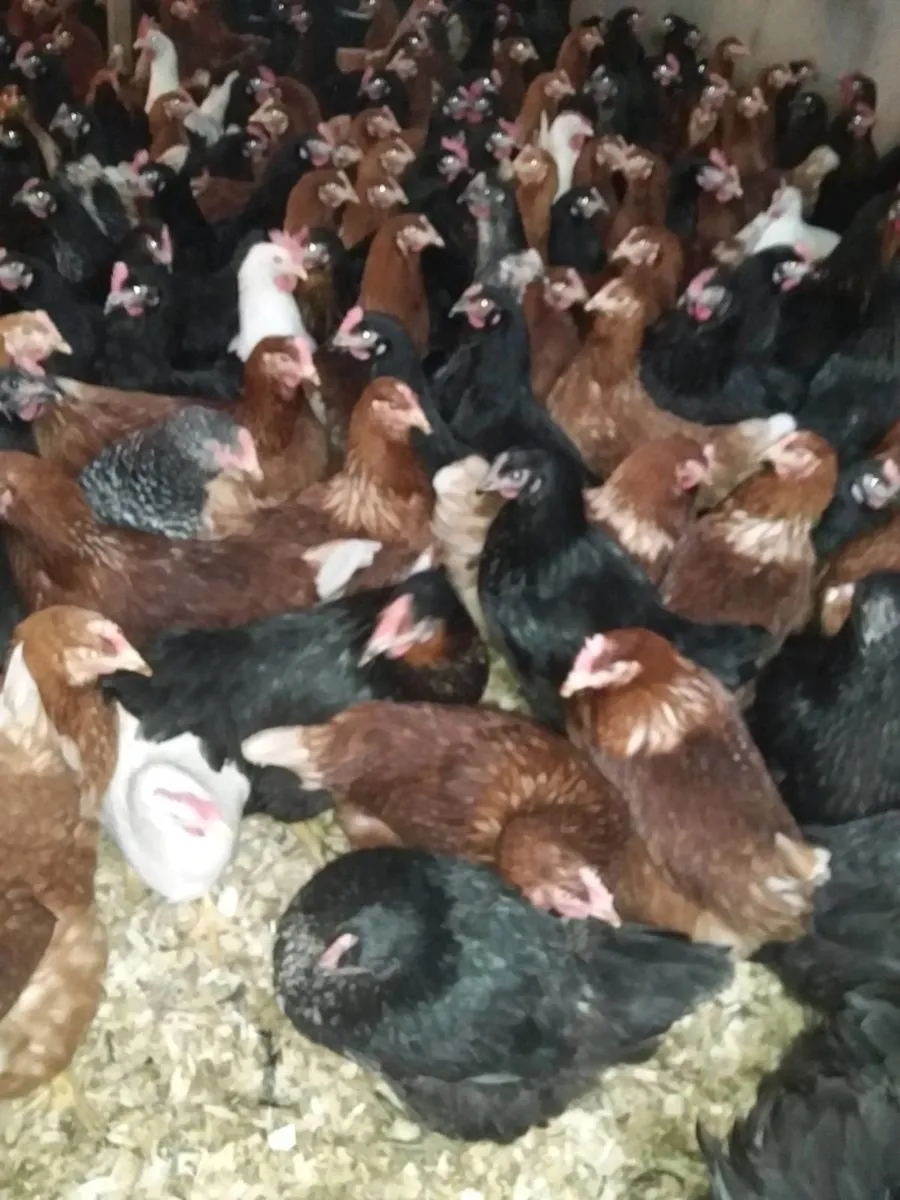 Pullets ducklings skibereen - Image 4