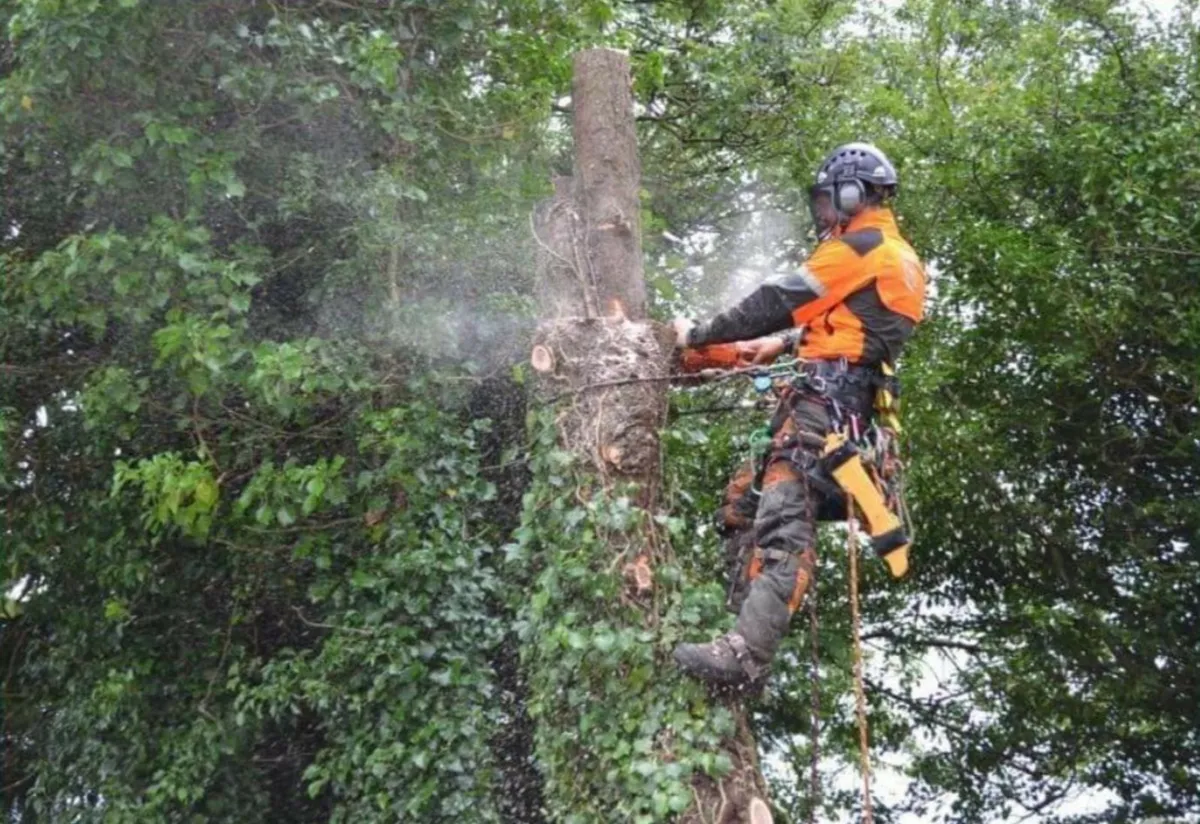 Tree surgery, Hedge cutting, fully licensed - Image 1