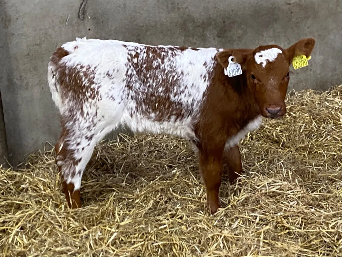 Calves For Sale for sale in Co. Galway for €100 on DoneDeal