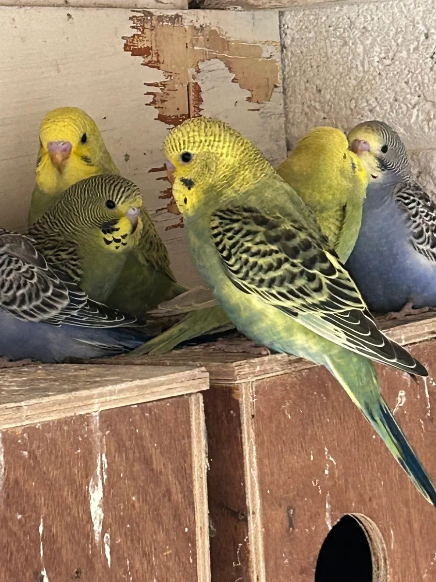 Budgies,