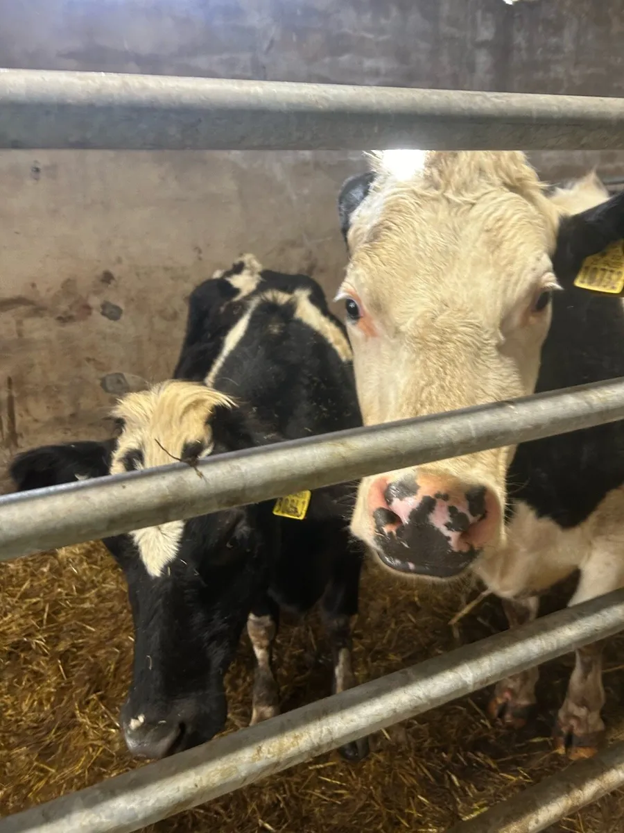 Farm Labourer/Relief Milking Service - Image 2