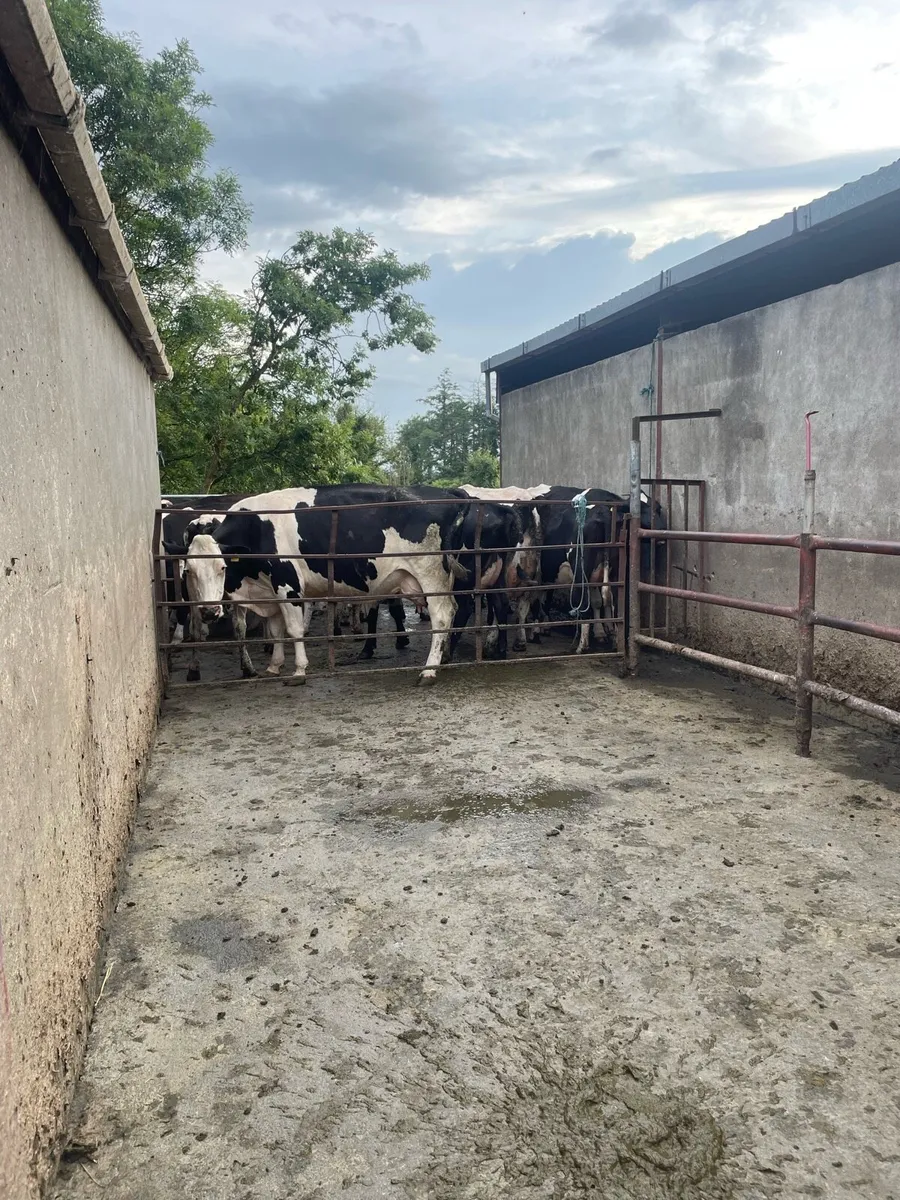 Farm Labourer/Relief Milking Service - Image 4