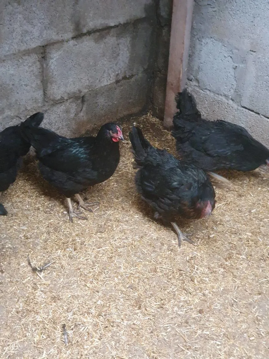 Kildare Hens/pullets, Point of lay
