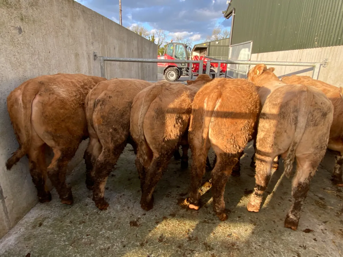 500kg Bullocks - Image 2