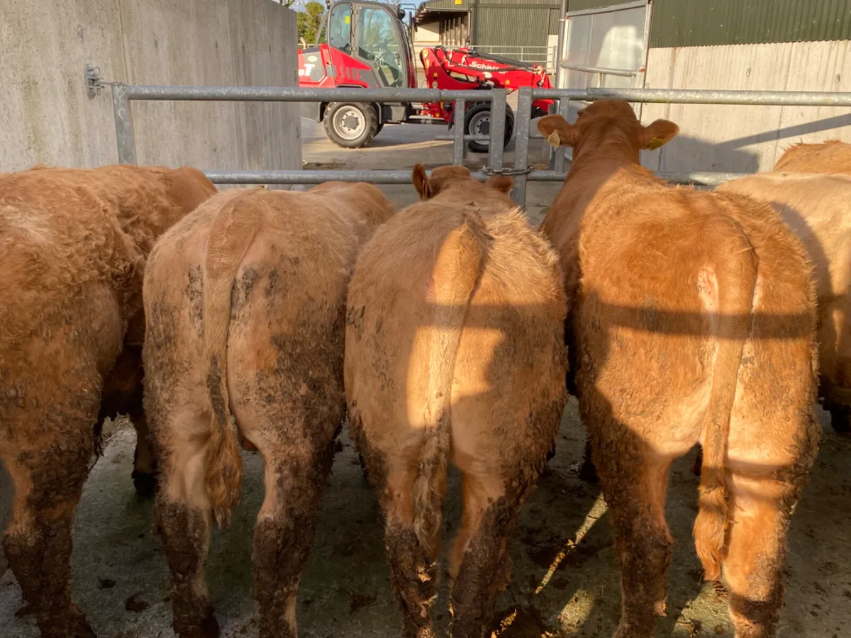 500kg Bullocks