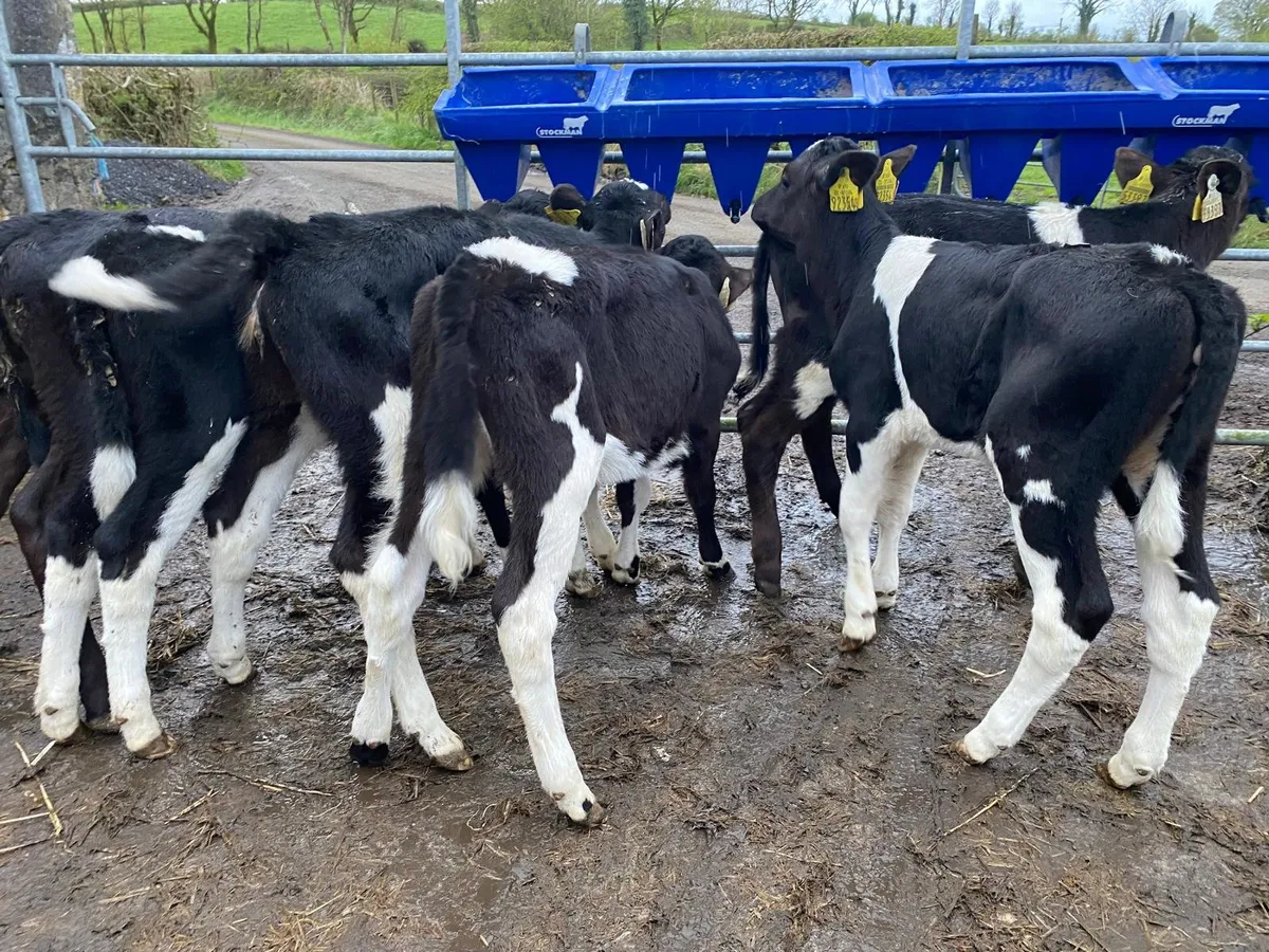 4  Friesian  heifer  calves