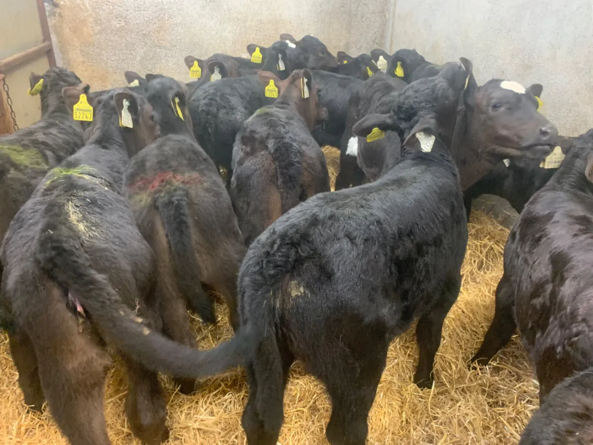 15 Proper AA Heifer Calves - Image 1