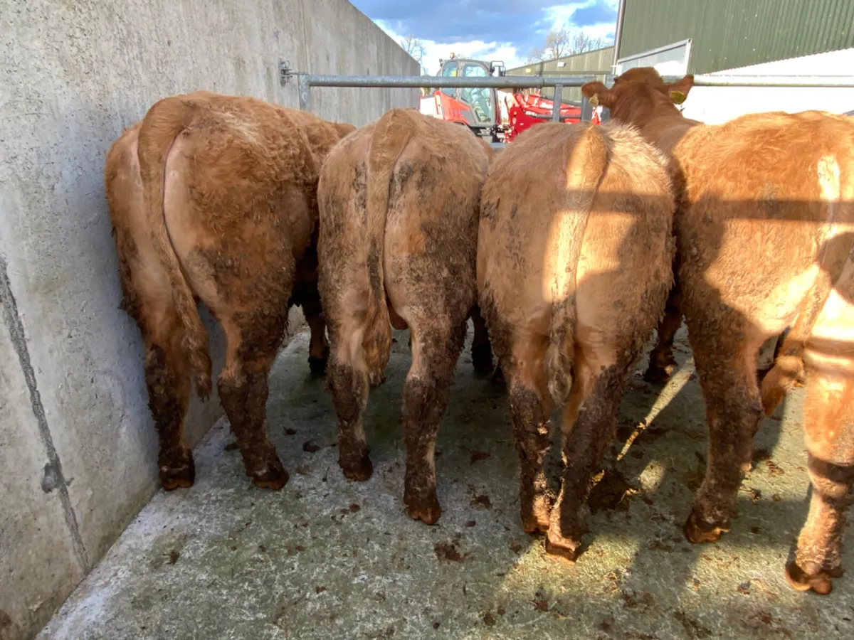 500kg Bullocks - Image 3