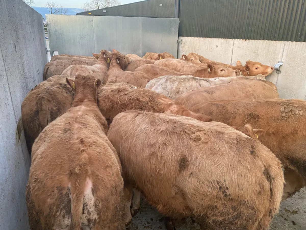 400kg Bullocks - Image 3