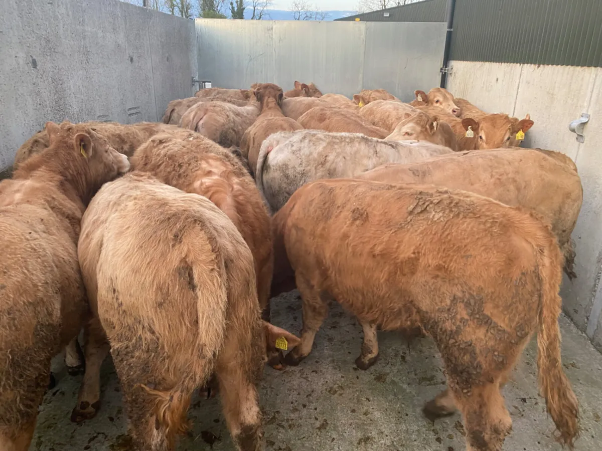 400kg Bullocks - Image 2