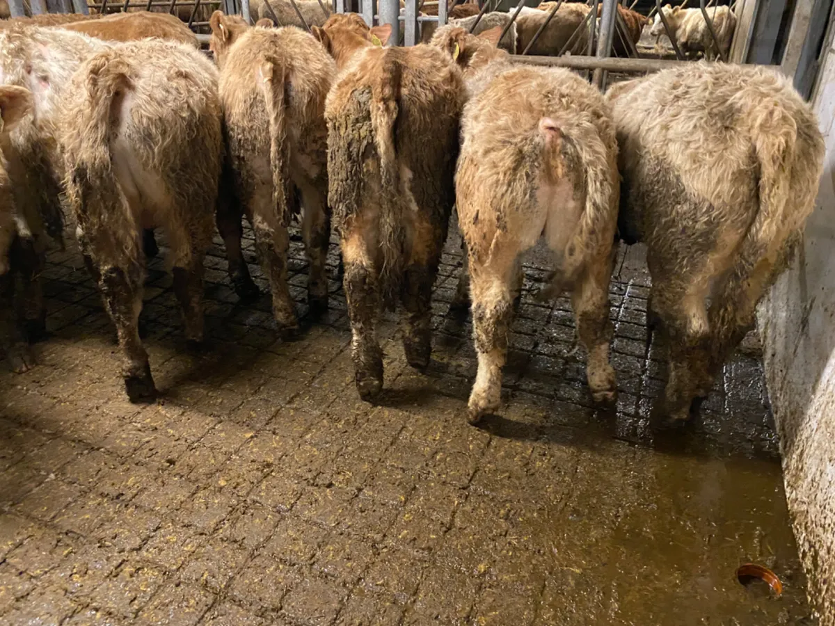 350kg Bullocks - Image 1