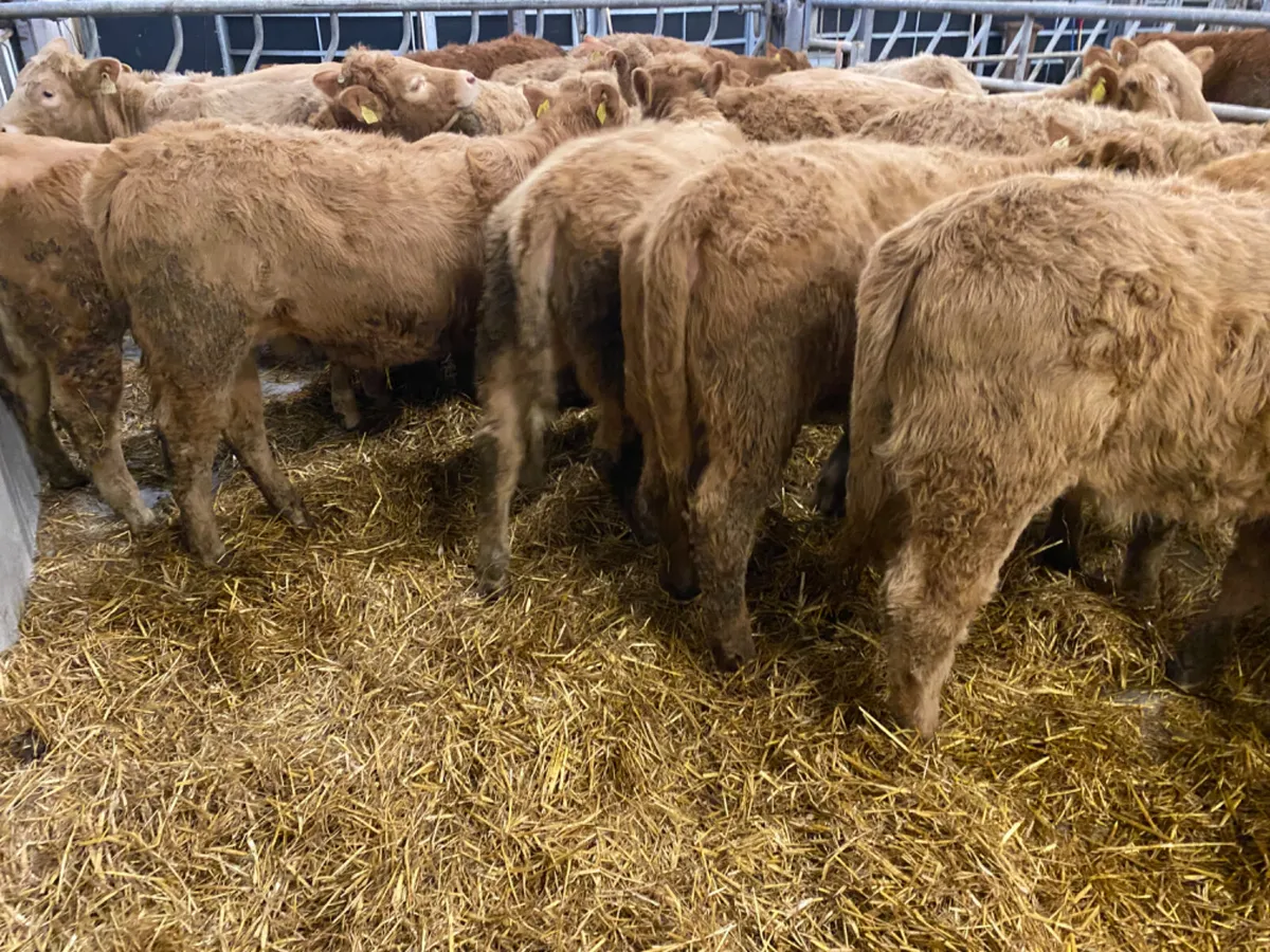 Super Charolais Heifers - Image 1