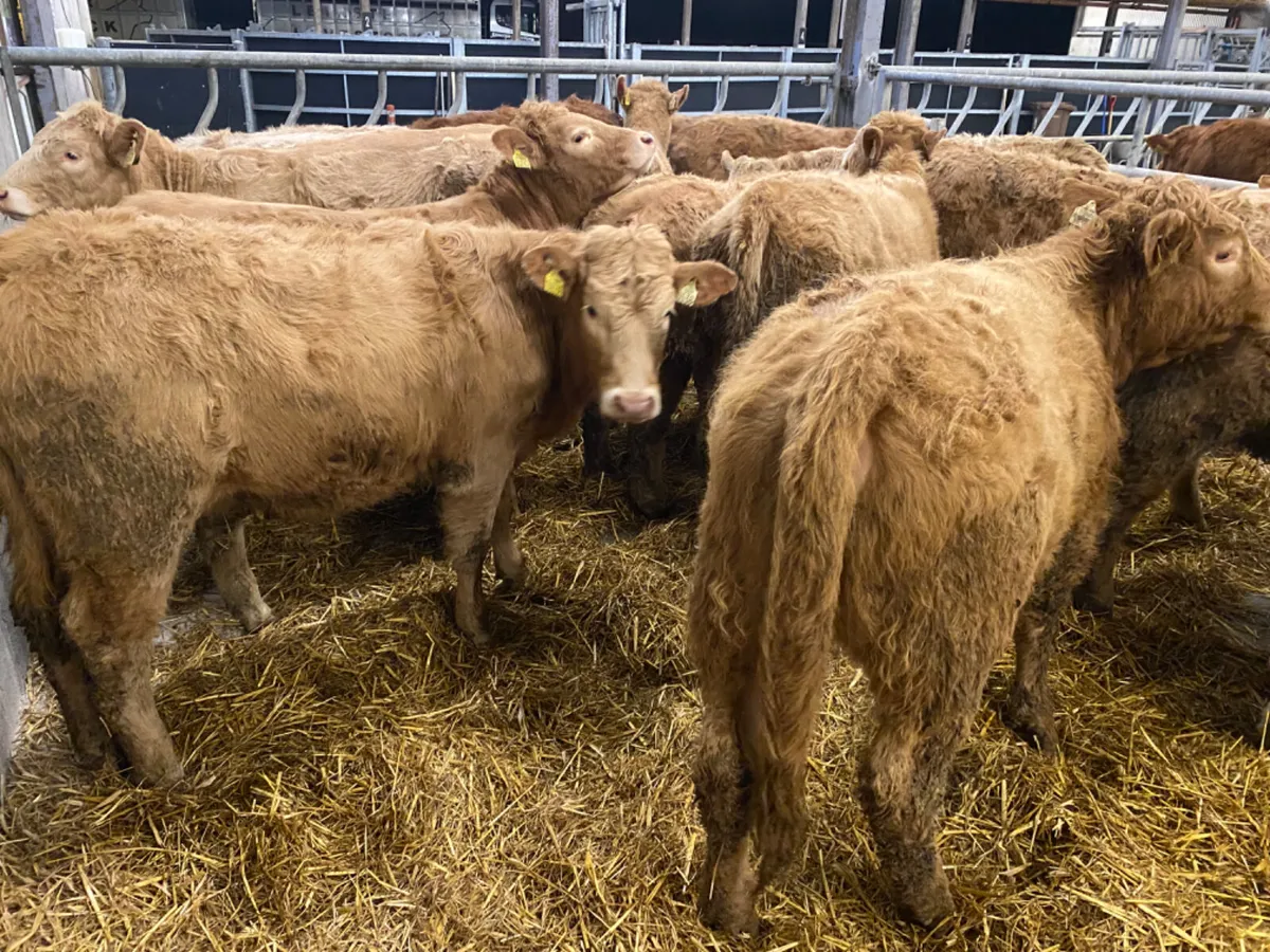Super Charolais Heifers - Image 3
