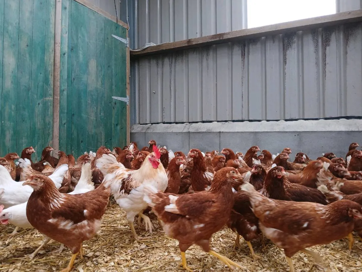 Coonagh poultry sale , o leary poultry