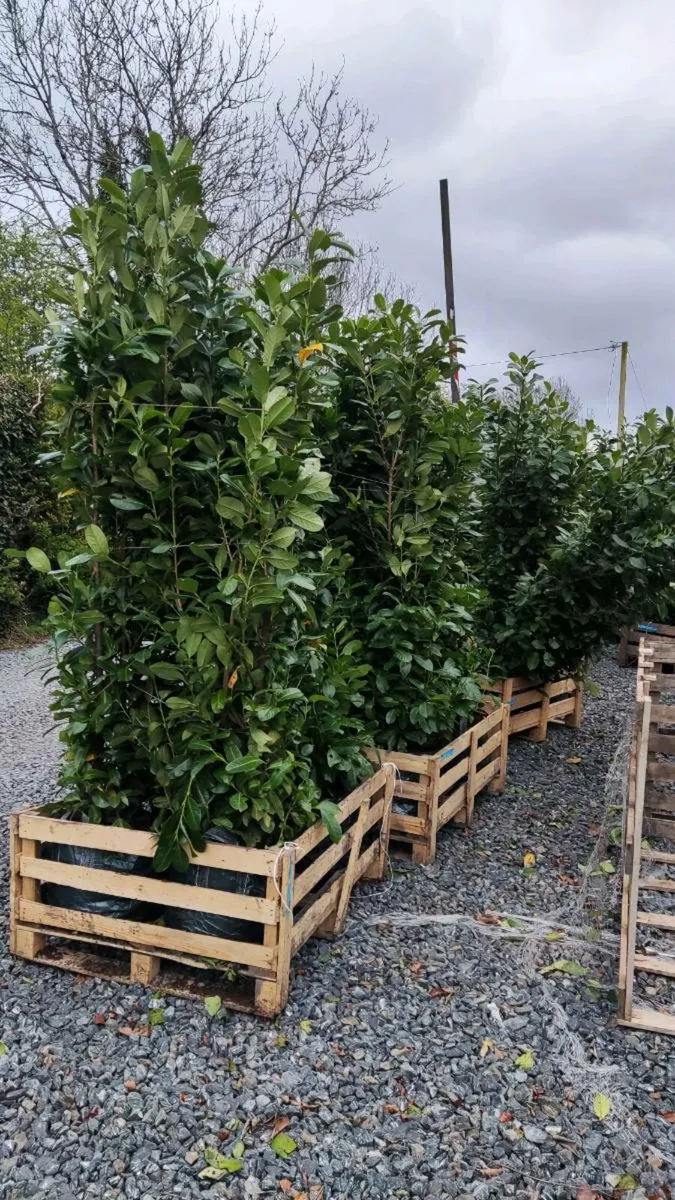 Cherry/ Portuguese Laurel from 3.50 euro - Image 1