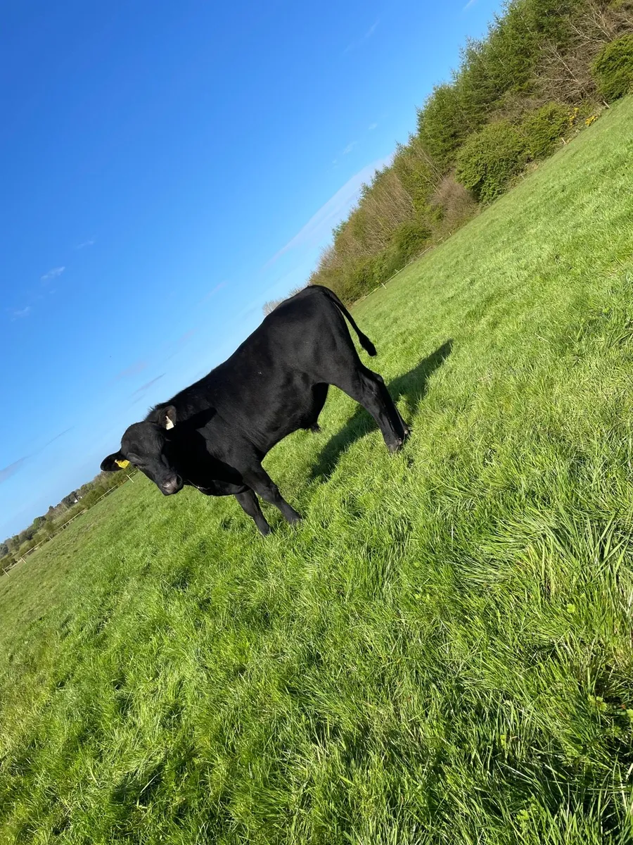 Smashing yearling angus bull - Image 3