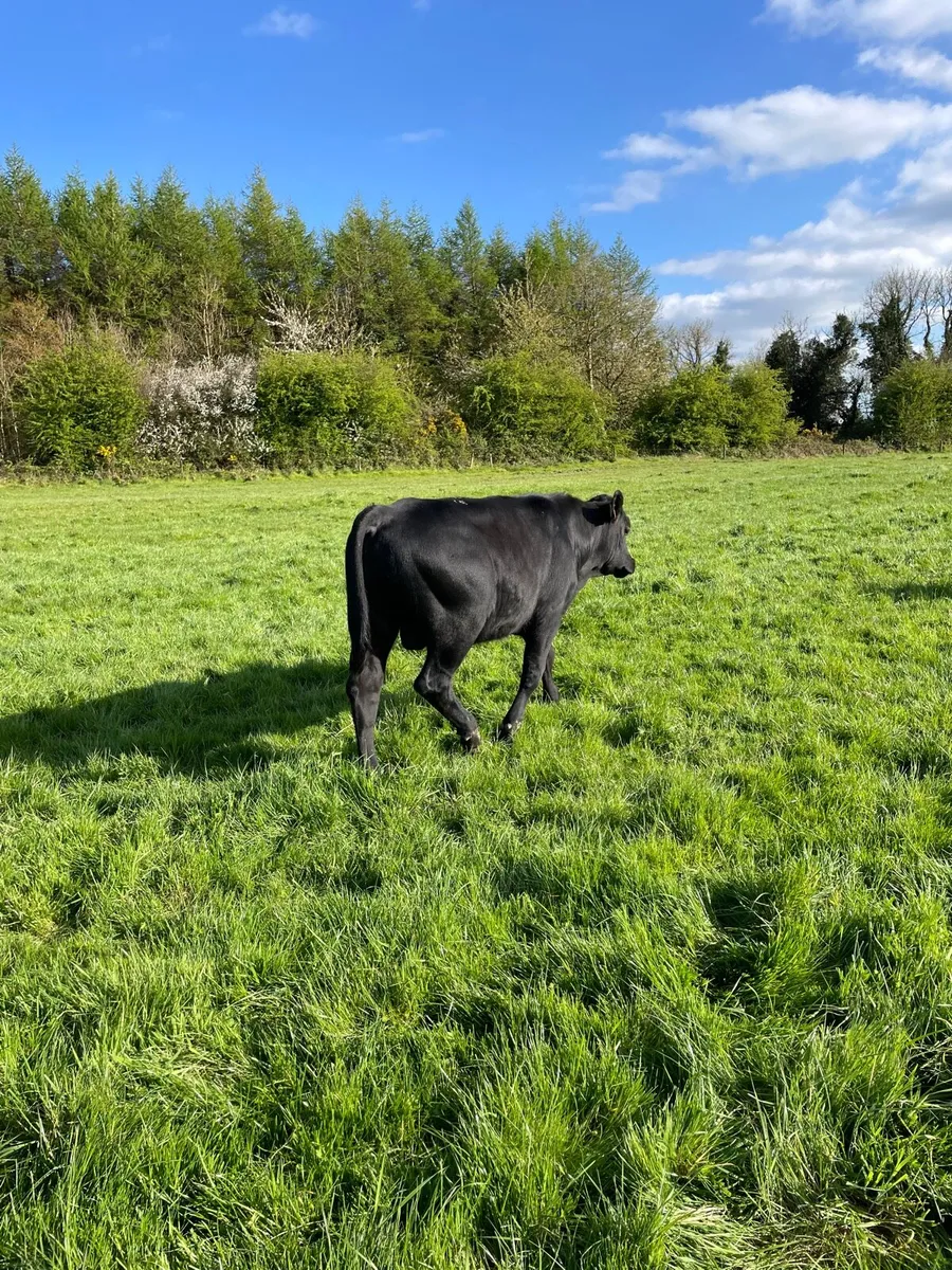 Smashing yearling angus bull - Image 4