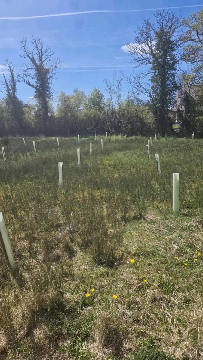 Tree planting - Image 1