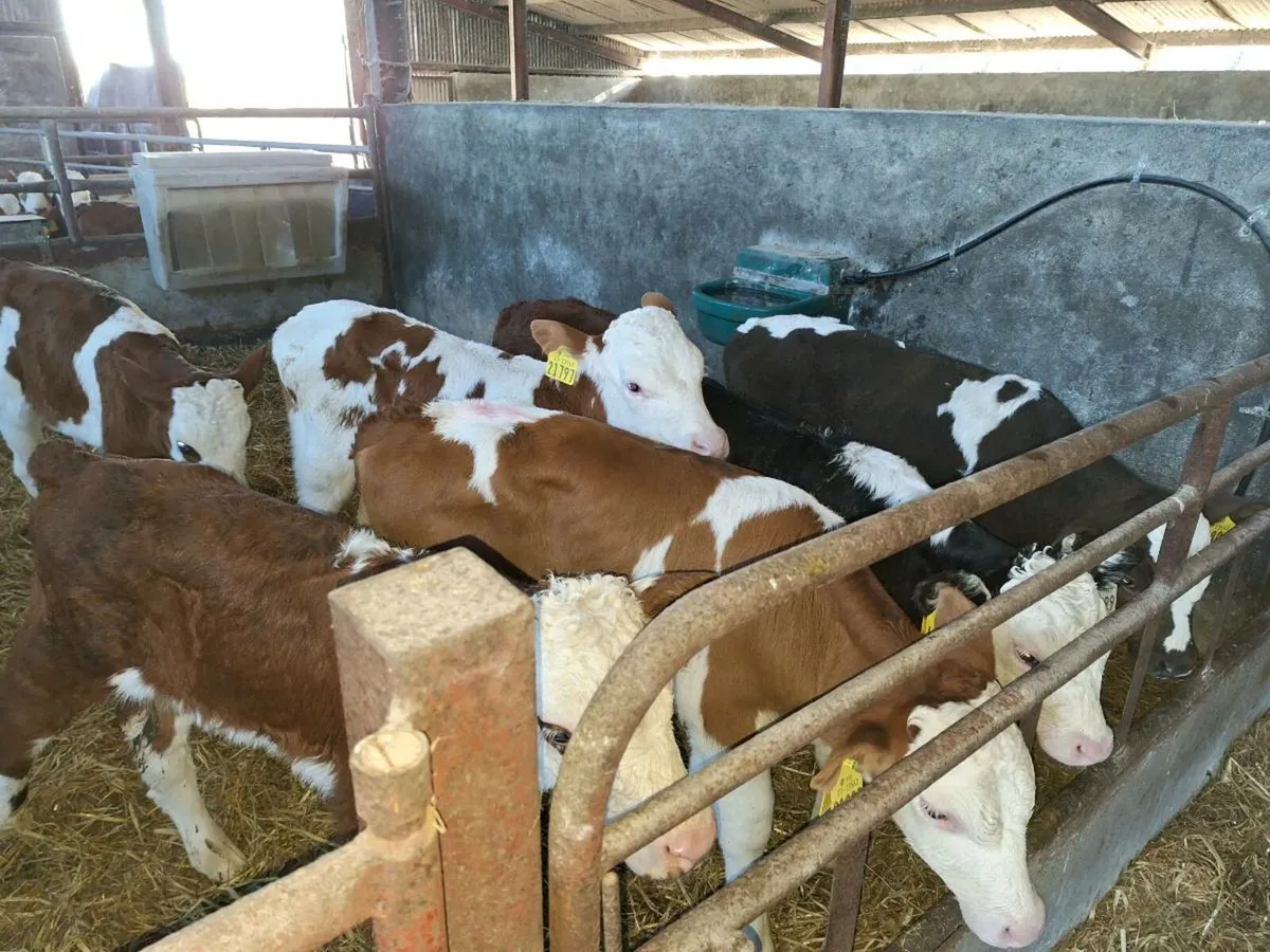 Calves for sale in Co. Galway for €12,345 on DoneDeal