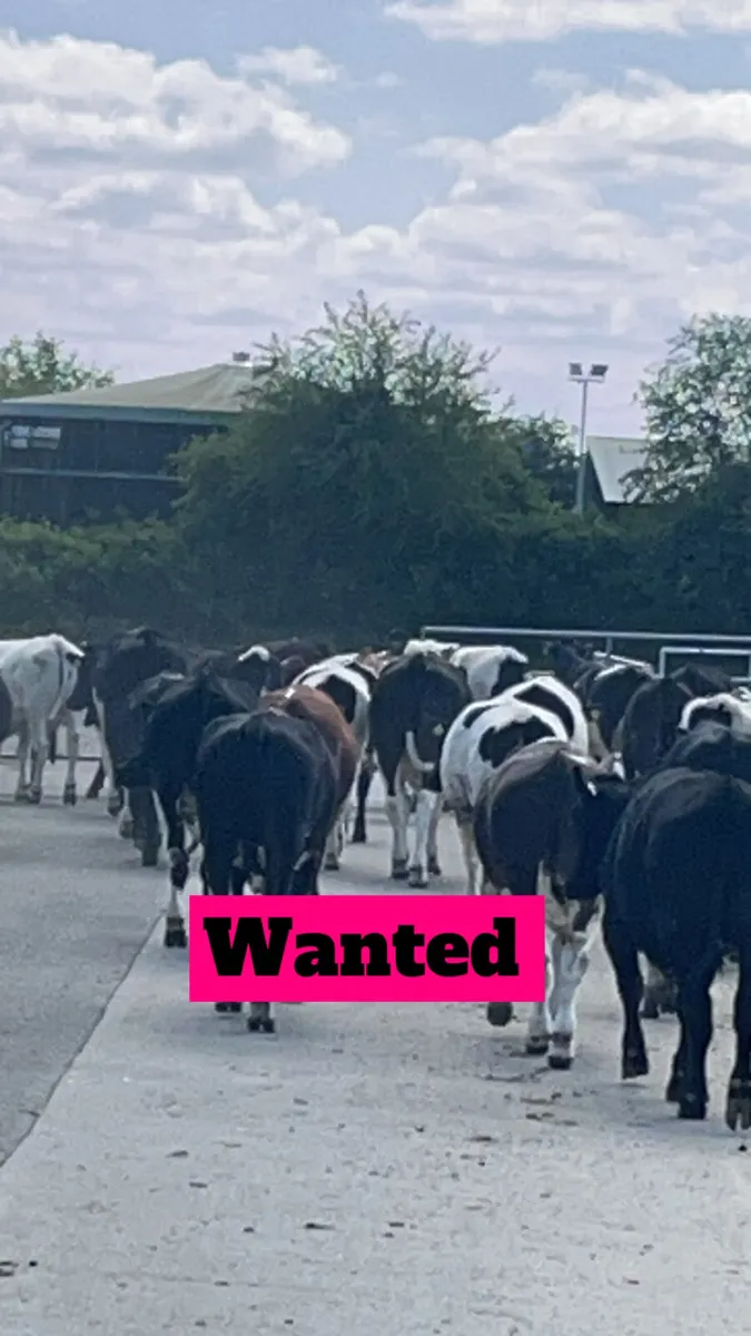 Wanted all dairy culls