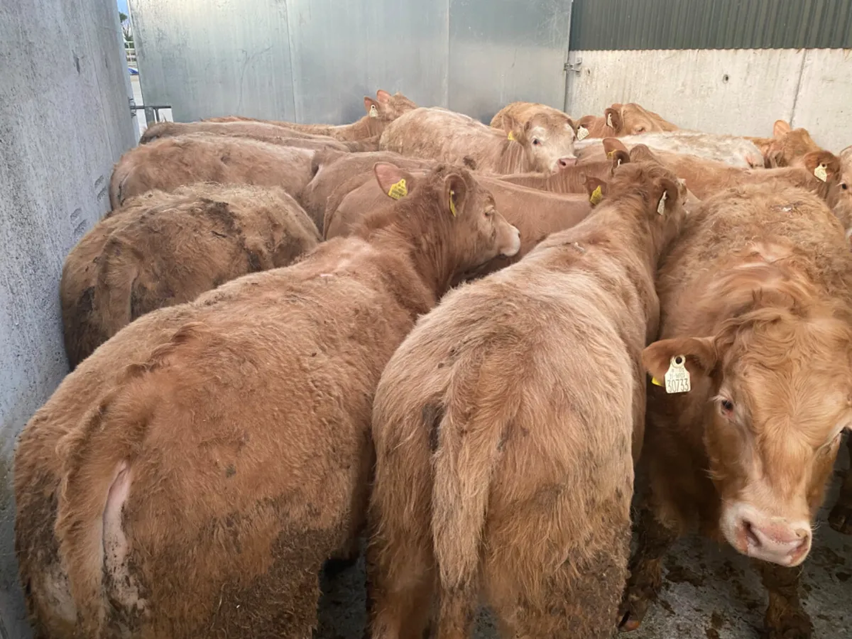 Charolais Bullocks - Image 2