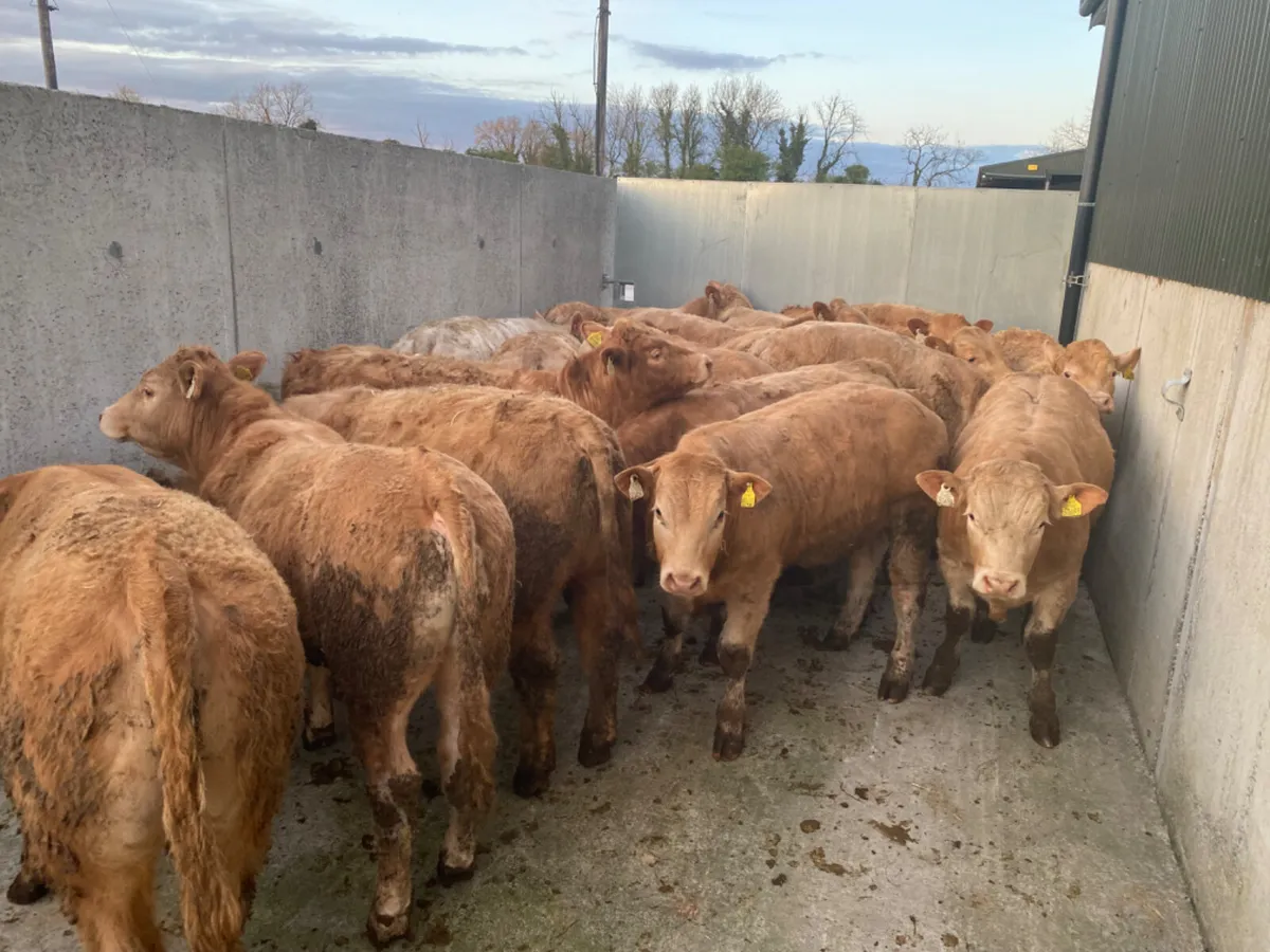 Charolais Bullocks - Image 3