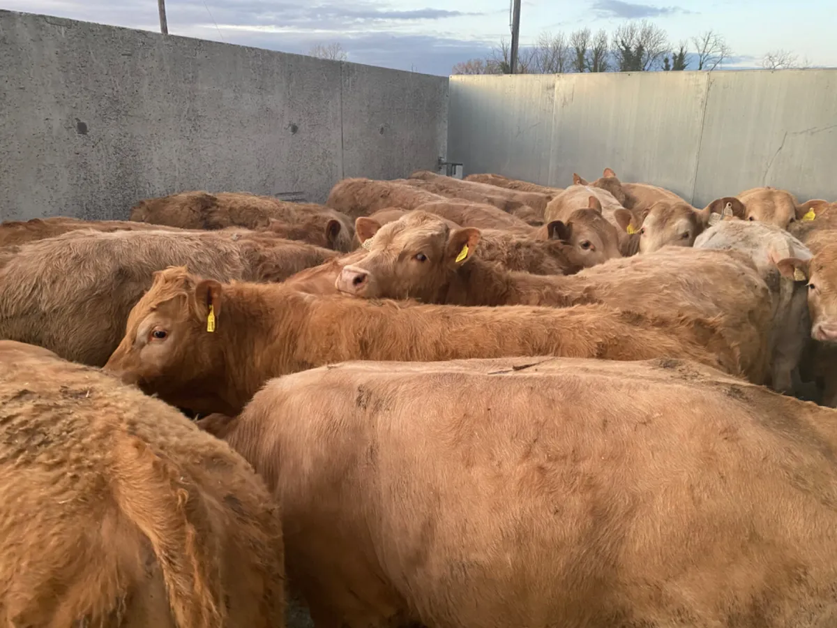 Charolais Bullocks - Image 1