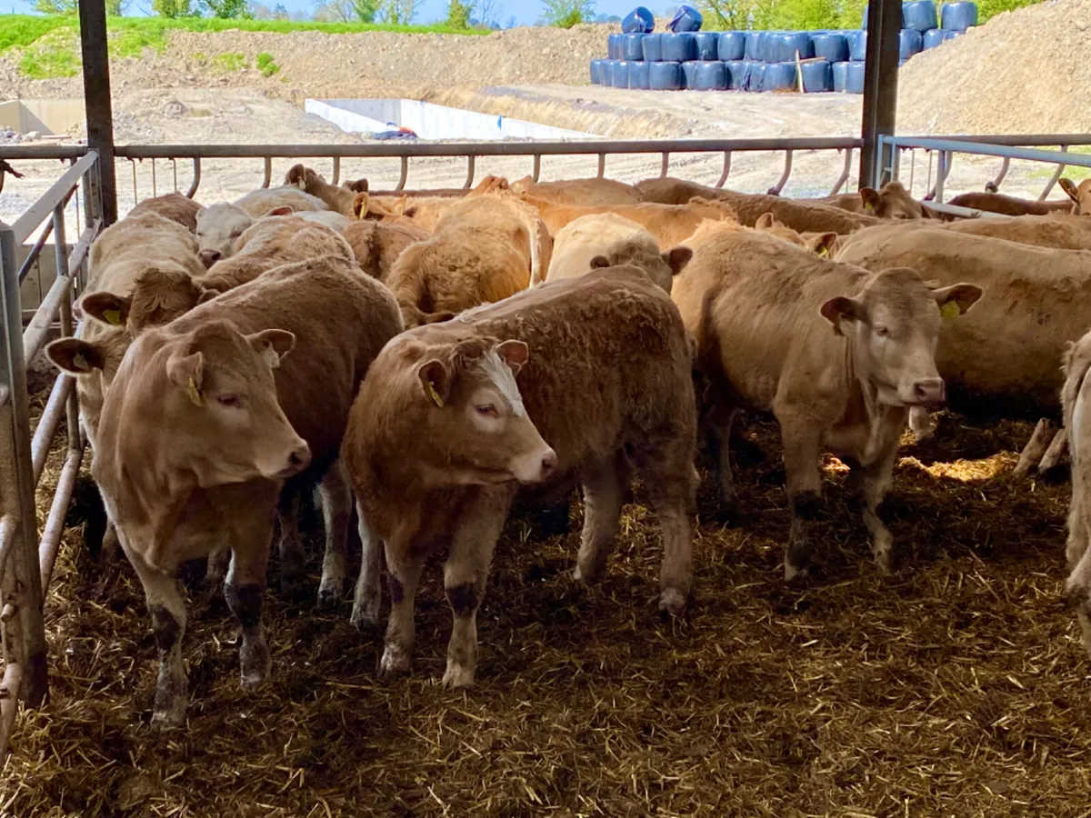 Super Heifers - Image 2