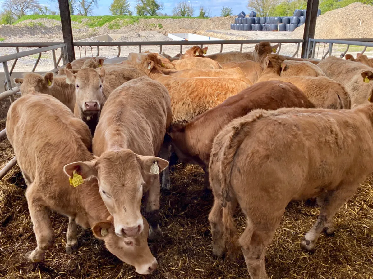 Super Heifers - Image 1