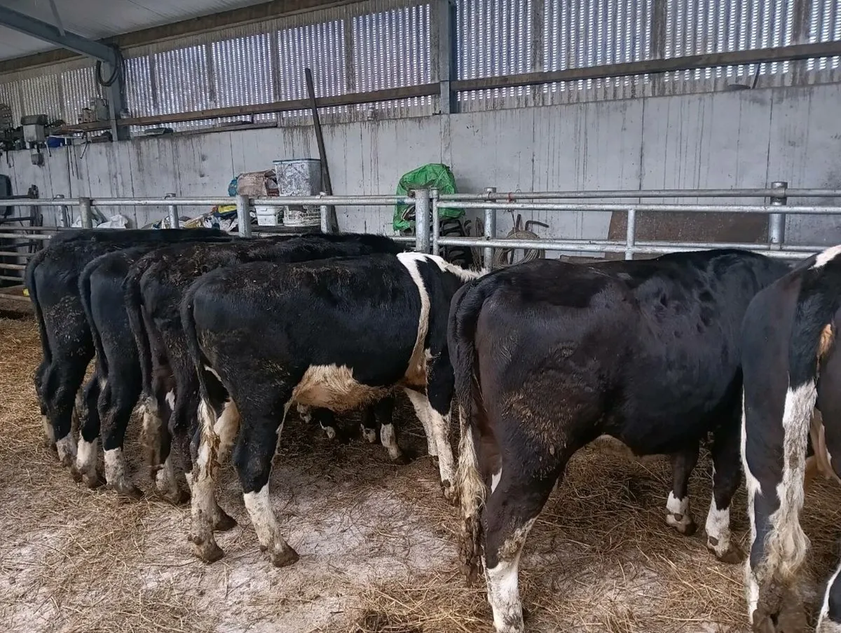 Hereford heifers for sale in Co. Clare for €820 on DoneDeal