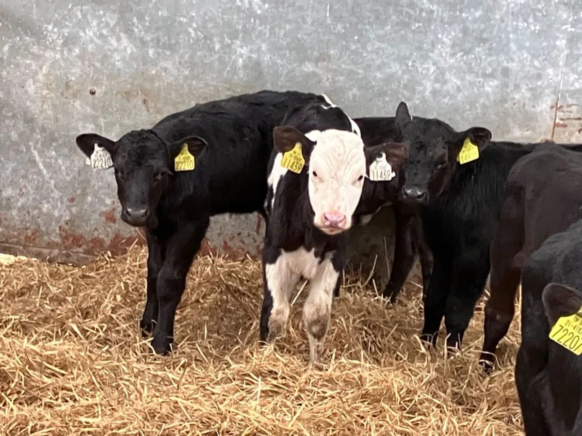 9 calves for sale €35 each for sale in Co. Longford for €35 on DoneDeal