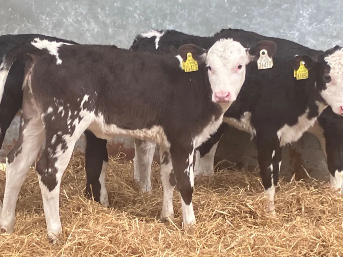 4 smashing Hereford heifer calves for sale for sale in Co. Longford for €185 on DoneDeal