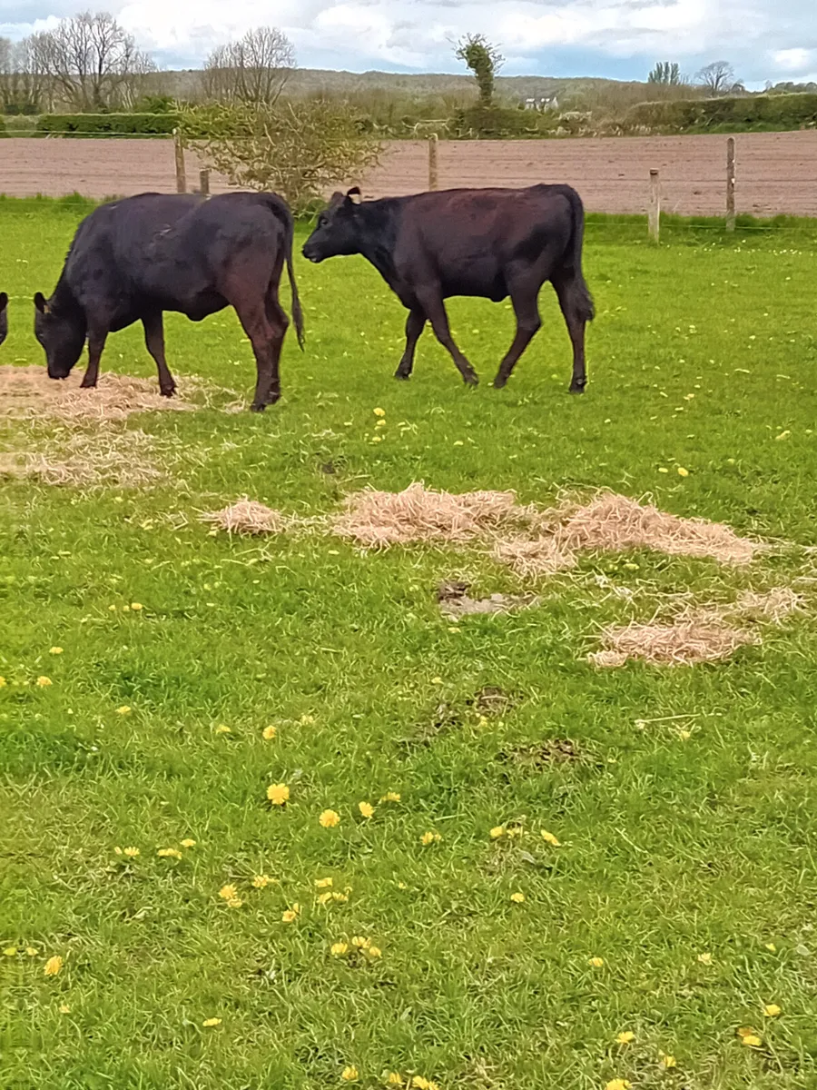 Angus heifers - Image 2