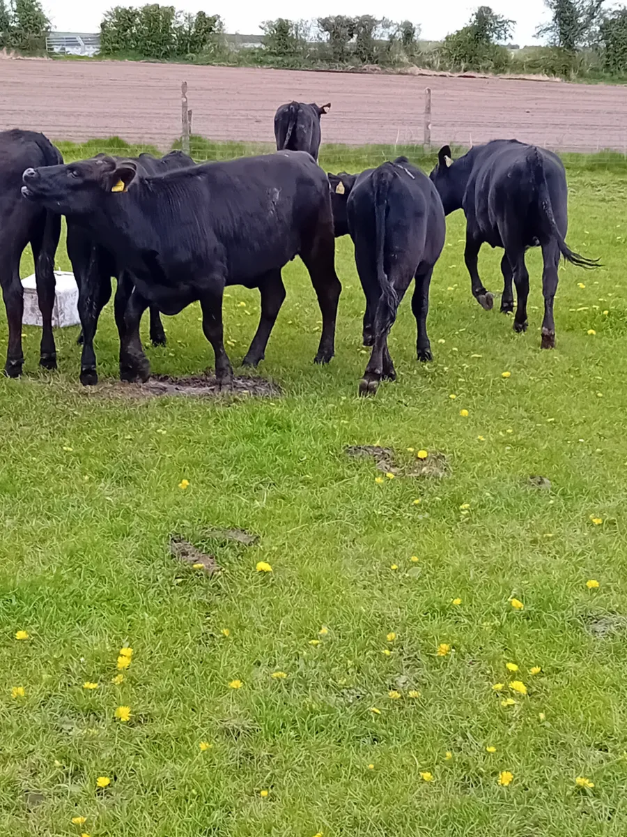 Angus heifers - Image 4