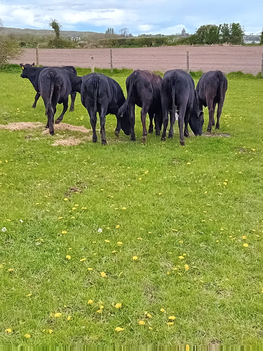 Angus heifers - Image 1