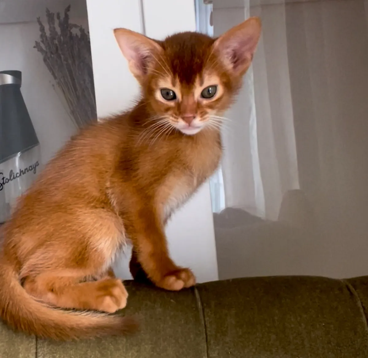Abyssinian kittens - Image 1
