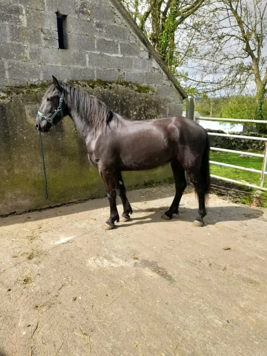 Horses for sale in Co. Clare for €3,500 on DoneDeal