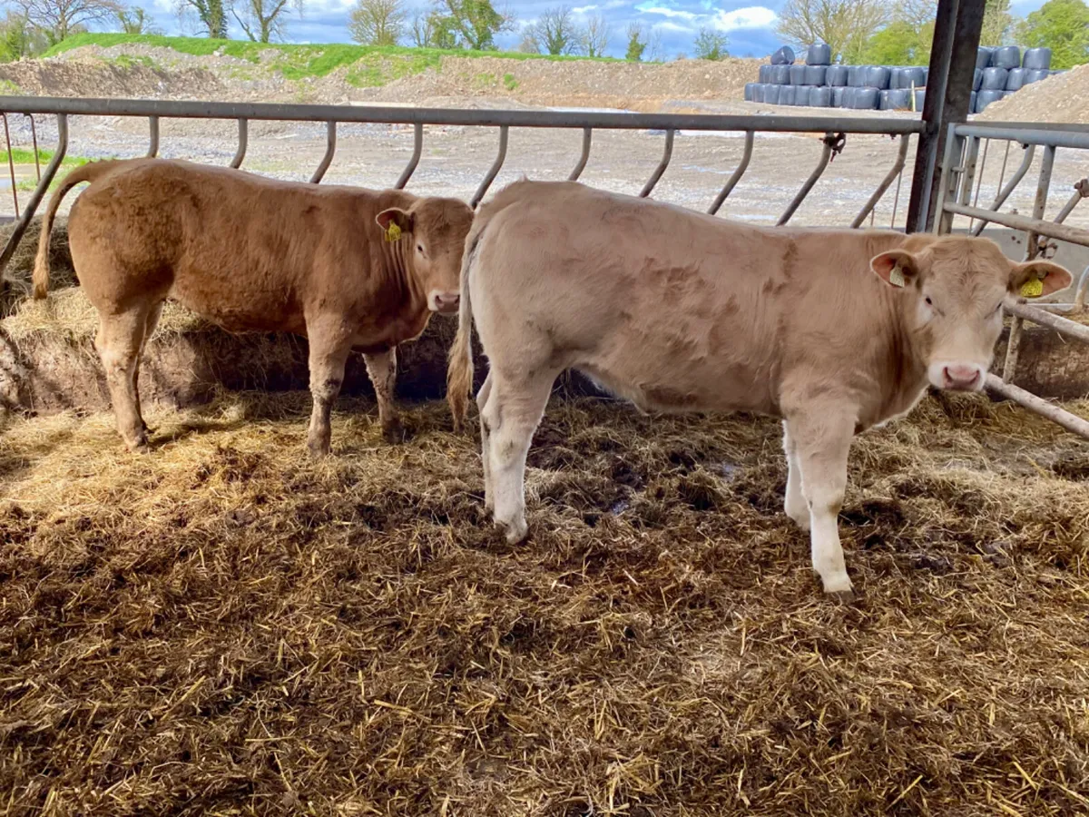 400kg Heifers - Image 3