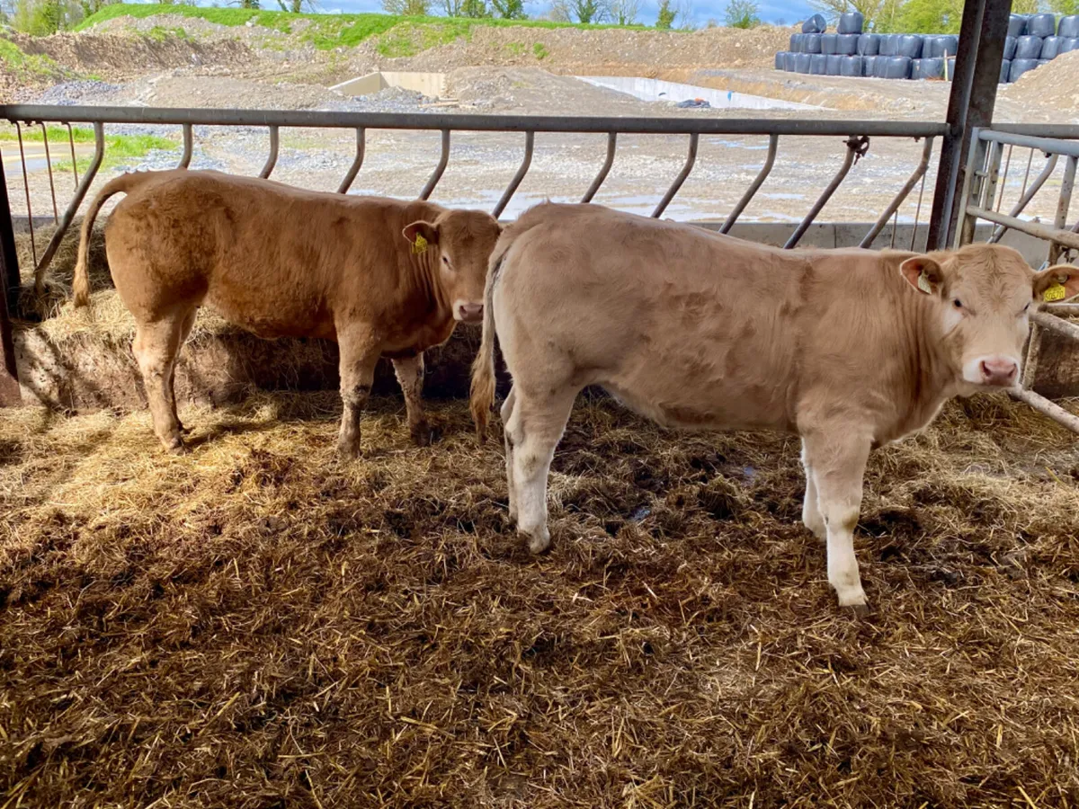 400kg Heifers - Image 1