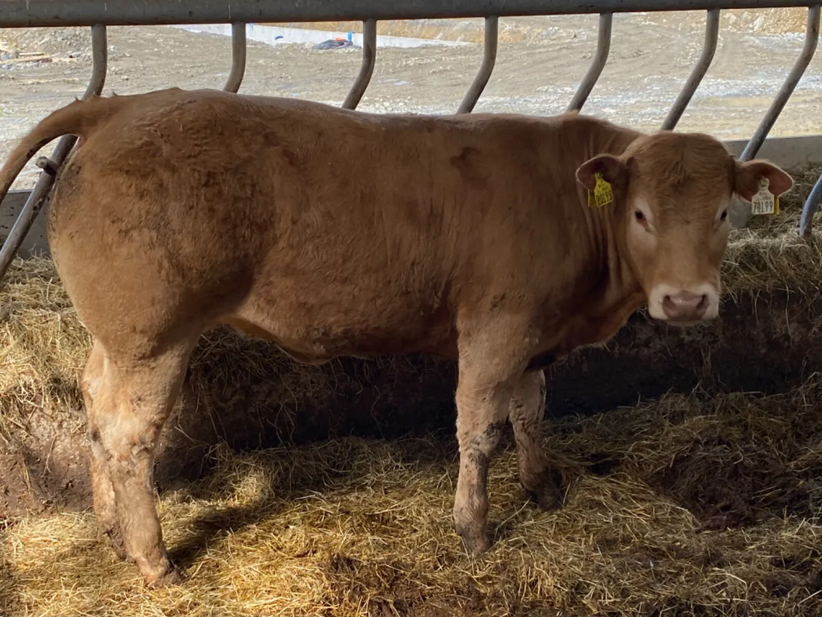 400kg Heifers - Image 4