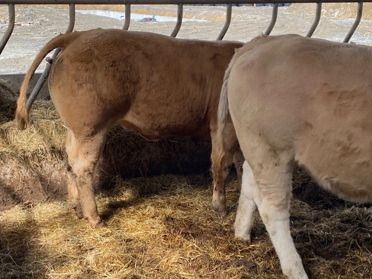 400kg Heifers - Image 2