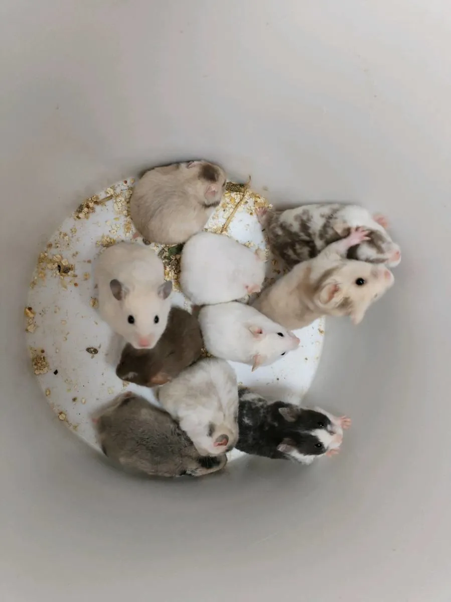 13 YOUNG HAMSTERS AVAILABLE