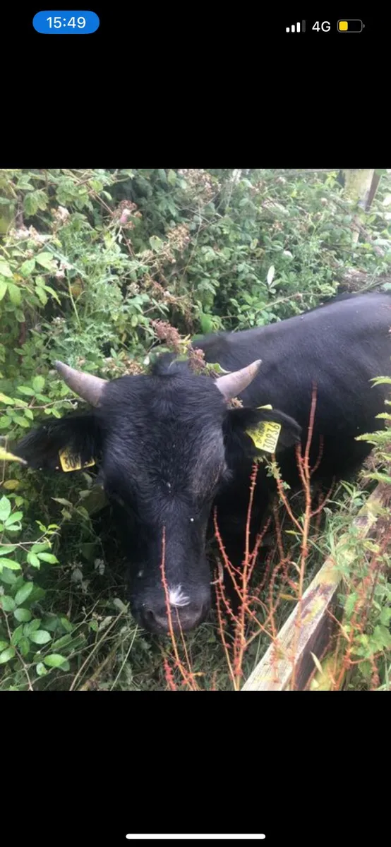 CULL CATTLE WANTED