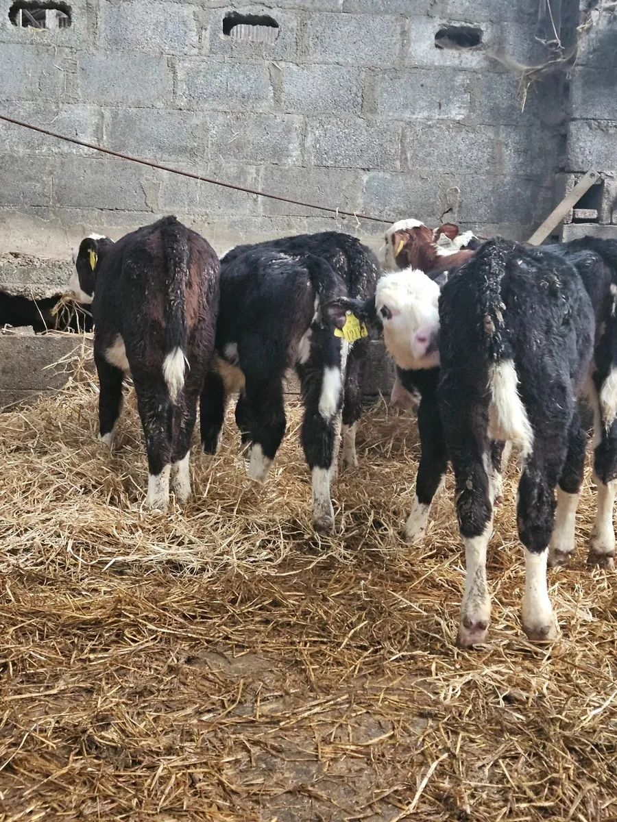 Hereford calfs