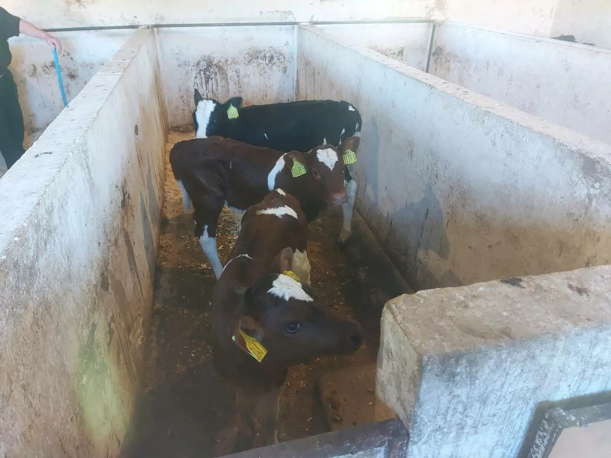 Calves for sale for sale in Co. Tyrone for £0 on DoneDeal