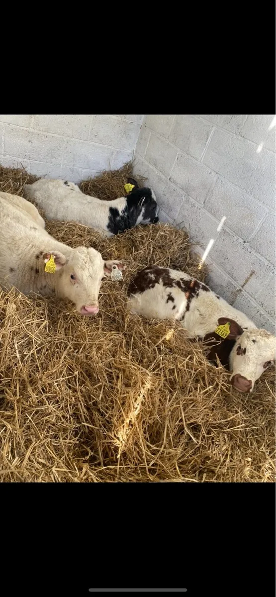 TOP QUALITY CONTINENTAL AND ABERDEEN ANGUS CALVES