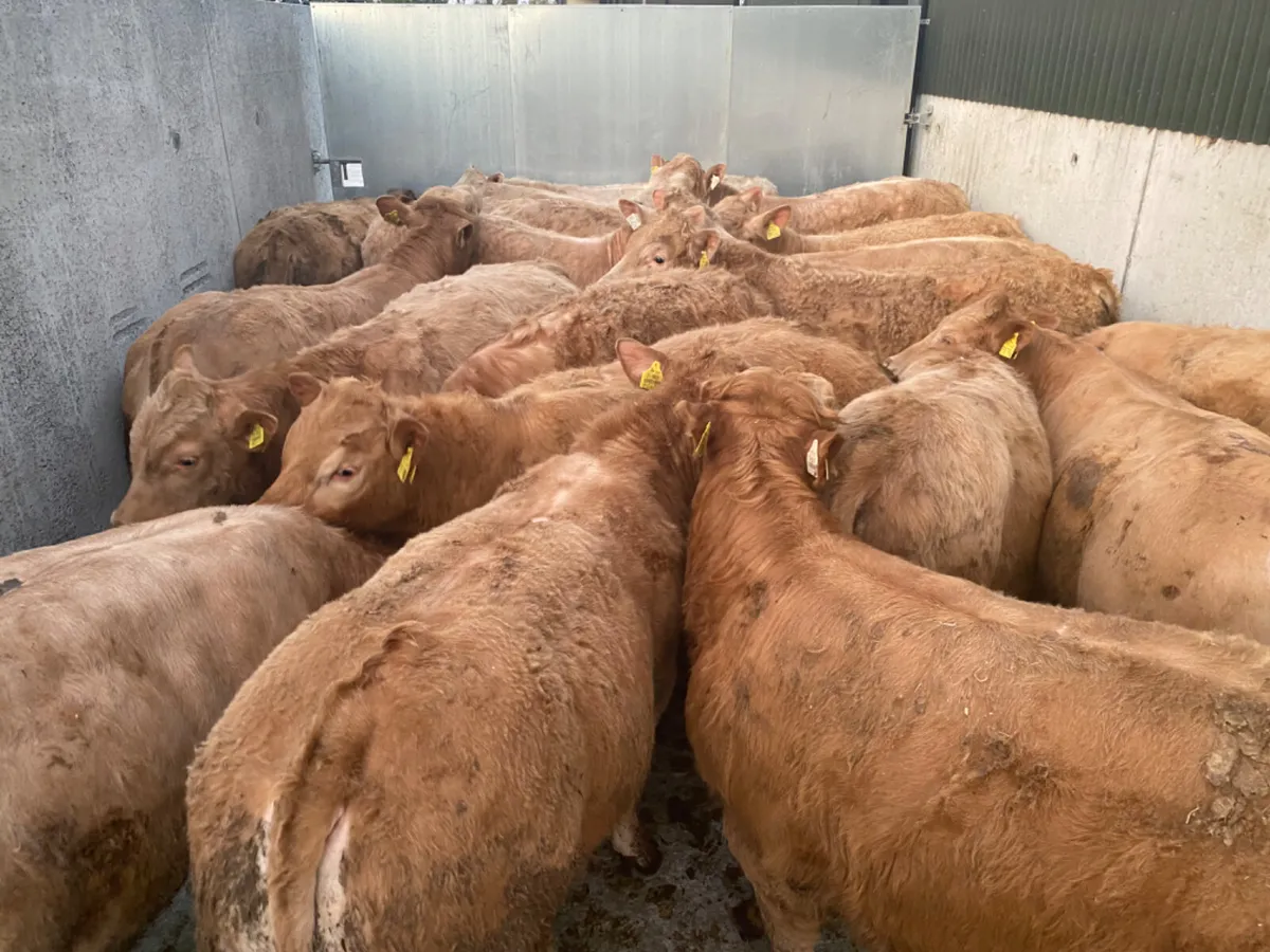 BULLOCKS 400kg - Image 1